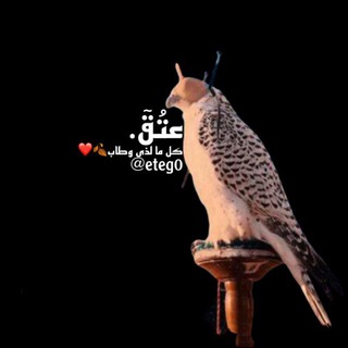 Telegram profile photo for ﮼عتُقٓ.