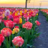 Telegram profile photo for 🌹🌹🌹🌹🌹