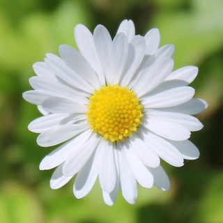 Telegram profile photo for Spiritualwiki AHA-Zitate