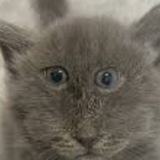 Telegram profile photo for серый кошко