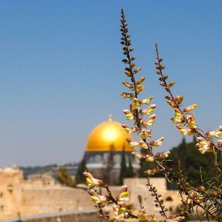 Telegram profile photo for معــا لنلــتزم 💚🇵🇸"))
