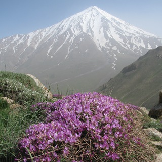 Telegram profile photo for کانال سگال(خبری-تحلیلی)
