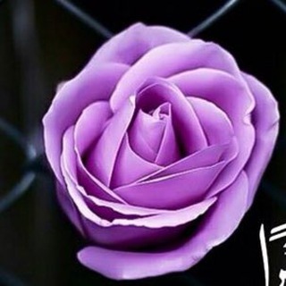 Telegram profile photo for صور HD للتصاميم | photos4designs