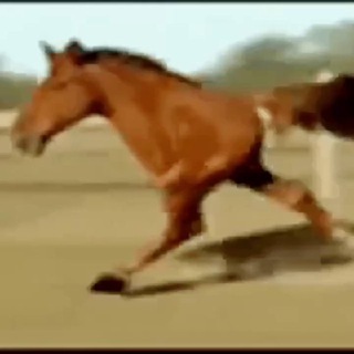 Telegram profile photo for RETARDED RUNNING HORSE