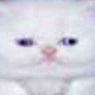 Telegram profile photo for смешные картинки с котятами
