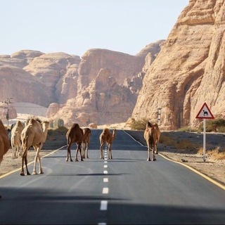 Telegram profile photo for أُقْحُوان