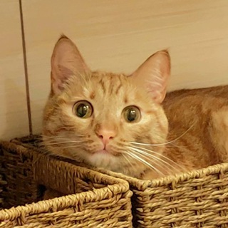 Telegram profile photo for подвал кактуса