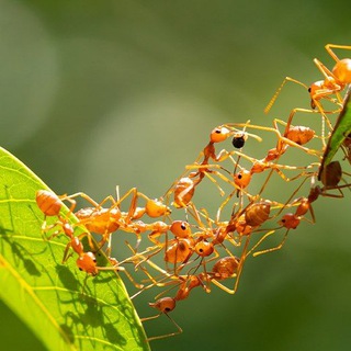 Telegram profile photo for Ant Bank 螞蟻銀行