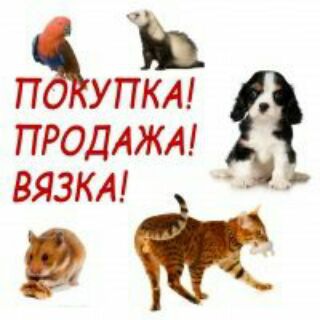 Telegram profile photo for ЖИВОТНЫЕ продажа и покупка. Поиск животных. Кошки. Собаки