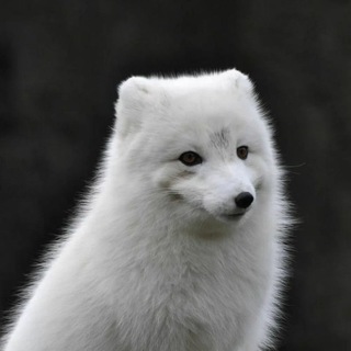 Telegram profile photo for Эпоха Песца