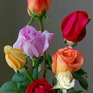 Telegram profile photo for 🌹🌹 خوشه چین گل های رز🌹🌹