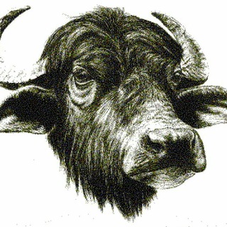 Telegram profile photo for Bufalegram