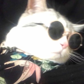 Telegram profile photo for 微推盘口直招380起(老猫)
