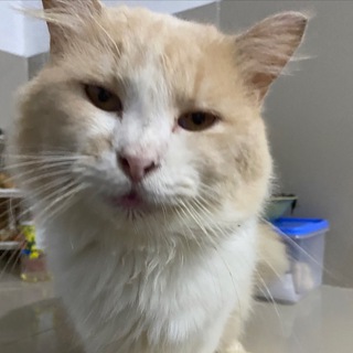 Telegram profile photo for Report Updates