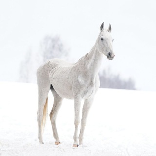 Telegram profile photo for Белый фон Шум Лотос Кот конь Снег Белая ночь Кошка Лошадь Картина Белое море Белые ночи цветы Туманы Искусство фото дизайн арт