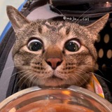 Telegram profile photo for Просто мемы
