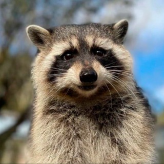 Telegram profile photo for FRED THE RACCOON PORTAL