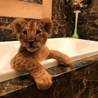Telegram profile photo for reputation celestial