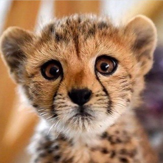 Telegram profile photo for ( دانستنی )