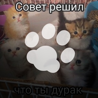 Telegram group profile photo for Napping Cat