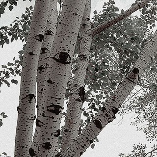 Telegram profile photo for Доки Моки