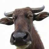 Telegram profile photo for 项目福利资源频道