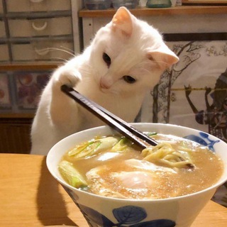 Telegram profile photo for 子猫とスープのボウル。。 🫕