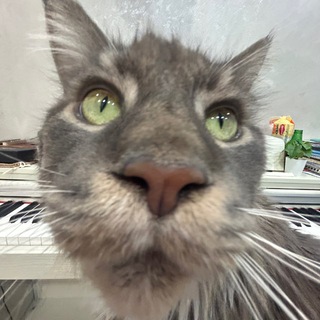 Telegram profile photo for шура мегалодон