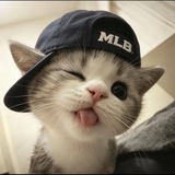 Telegram profile photo for 猫咪-CC更新频道,每日更新