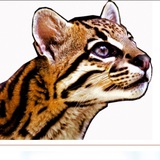 Telegram profile photo for шиден кай