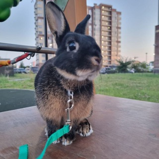 Telegram profile photo for Жизнь сказачного кролика🐰