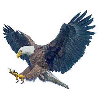Telegram profile photo for Patrioten