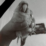 Telegram profile photo for کلخمیخاره
