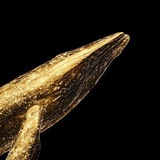 Telegram profile photo for Whale Watch