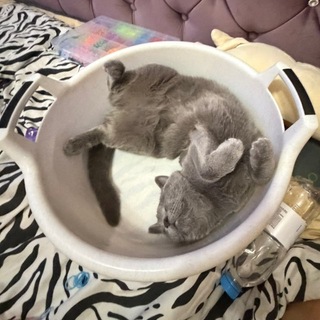 Telegram profile photo for ЙОШКА и друзья