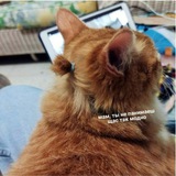 Telegram profile photo for CATS AND MEMES.