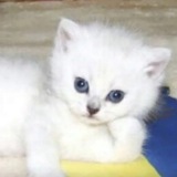 Telegram profile photo for щитпост by draconov | #УкрТг