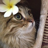 Telegram profile photo for Котятник 🐈