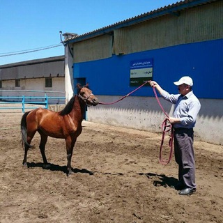 Telegram profile photo for Caspian Horse اسب کاسپین