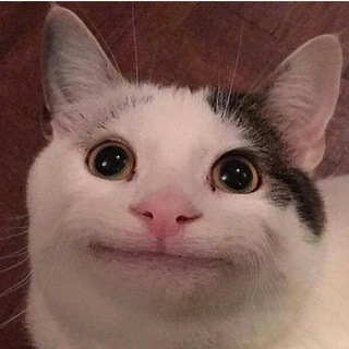 Telegram profile photo for Koshka CAT