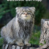 Telegram profile photo for 🌸🐱порочный крокант🌸