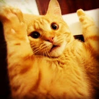 Telegram profile photo for Котовский - Приколы!