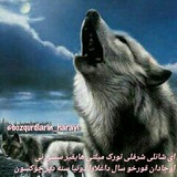 Telegram profile photo for boz qurdların harayı