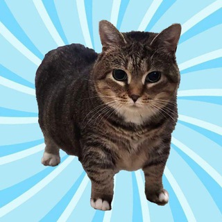 Telegram profile photo for $ETHEL - OIIA CAT’S NAME - (CTO)
