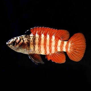 Telegram profile photo for Aquarium Lab чат | Аквариумистика, аквариум, террариум