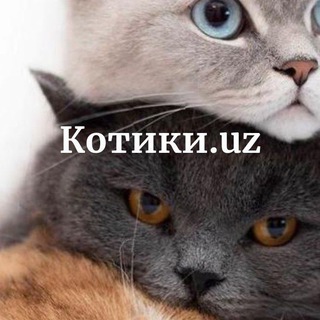 Telegram profile photo for Котики.uz