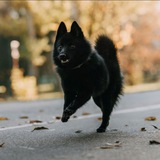 Telegram profile photo for 🧡Лоты от Шипы🧡