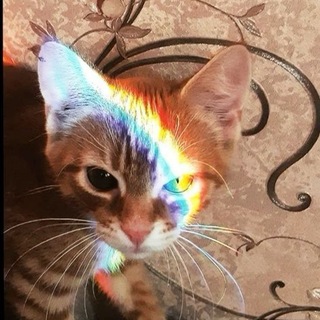 Telegram profile photo for Шарфенций || Музыка
