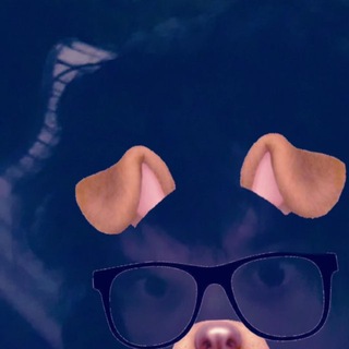 Telegram profile photo for STFU TMSP