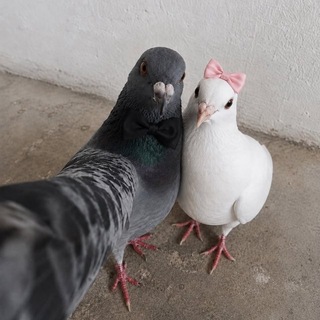Telegram profile photo for دلـِـَـِدلُ